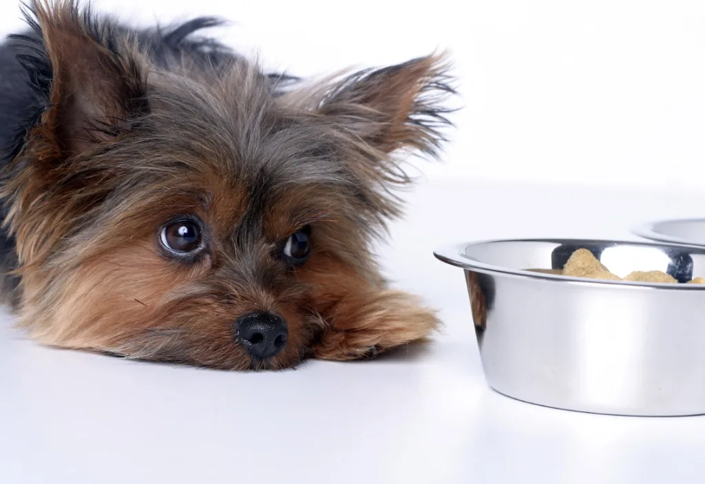 「犬の咳、カハッが止まらない！」獣医師が教える原因と対策法3