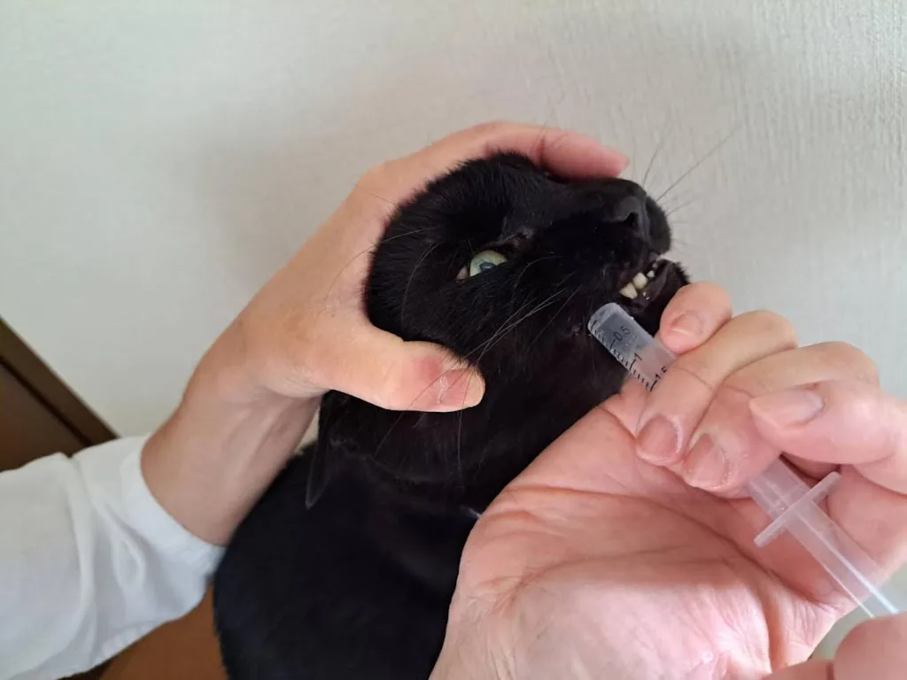 猫の薬の飲ませ方　獣医師監修８