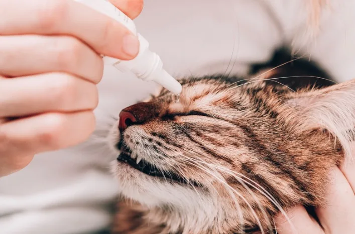 猫風邪の症状、原因、予防法、治療法を獣医師監修で詳しく解説します。9