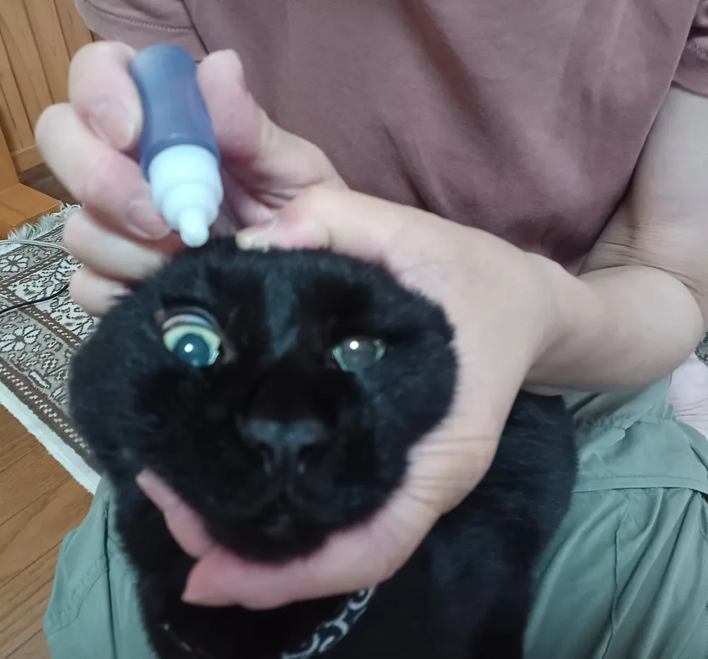 猫の目薬さしかた　獣医師監修６