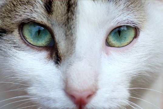 猫の目薬さしかた　獣医師監修10
