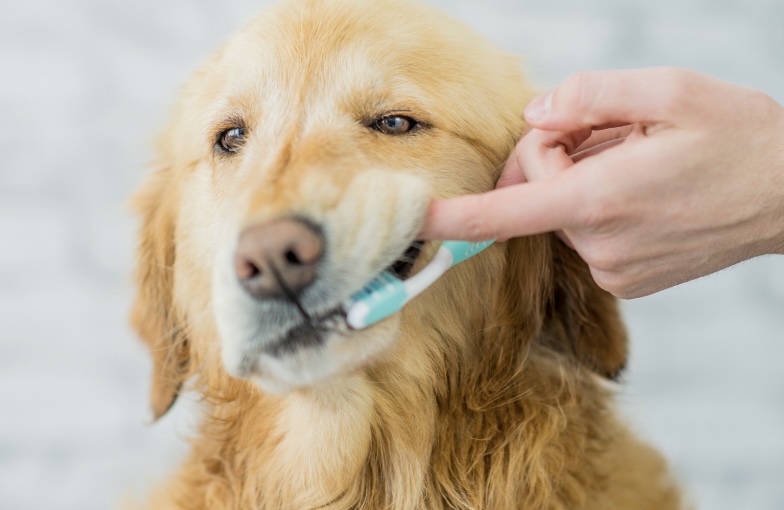 【獣医師が教える】愛犬が歯磨き嫌がるときにおすすめ！歯磨きのコツとグッズ6選２