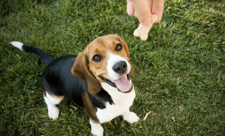 【獣医師が教える】愛犬が歯磨き嫌がるときにおすすめ！歯磨きのコツとグッズ6選６