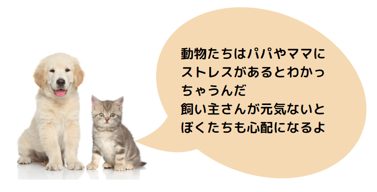 老猫の食欲不振を改善するための実践ガイド　獣医師監修３