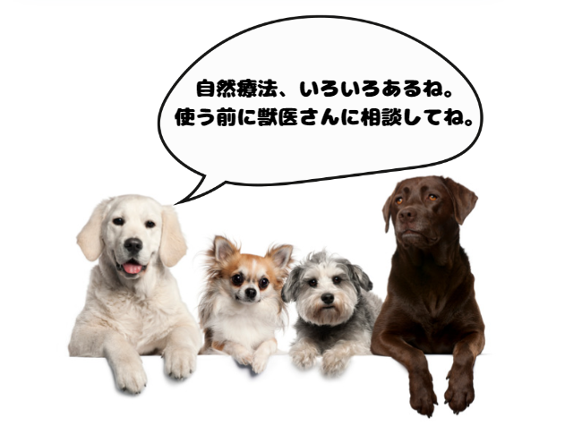 愛犬のイボに悩む飼い主必見！原因と治療法を詳しく解説　獣医師監修１４