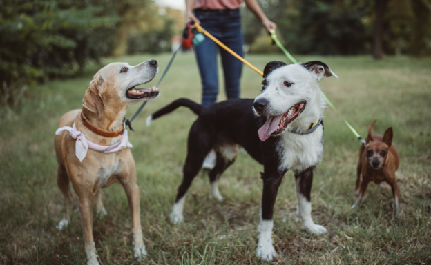 愛犬のイボに悩む飼い主必見！原因と治療法を詳しく解説　獣医師監修1９