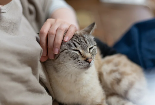 猫の爪切りガイド：どこまで切るべき？安全な方法とコツ　獣医師監修22