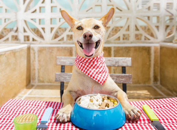 愛犬のイボに悩む飼い主必見！原因と治療法を詳しく解説　獣医師監修1７