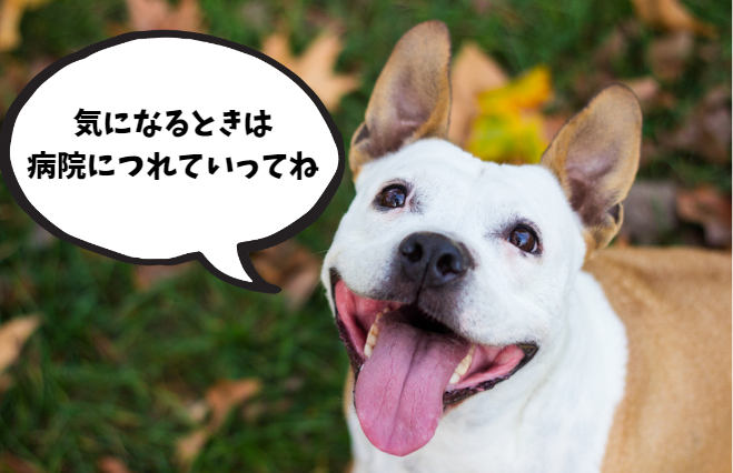 愛犬のイボに悩む飼い主必見！原因と治療法を詳しく解説　獣医師監修６