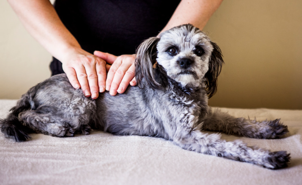 愛犬のイボに悩む飼い主必見！原因と治療法を詳しく解説　獣医師監修２１