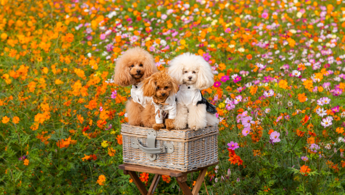 愛犬のイボに悩む飼い主必見！原因と治療法を詳しく解説　獣医師監修2