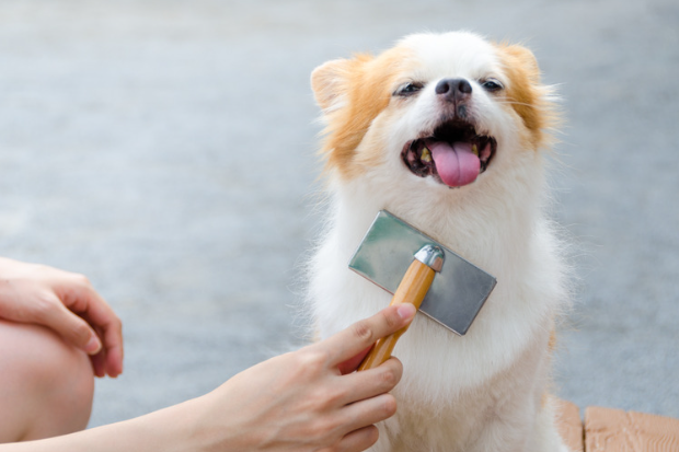 愛犬のイボに悩む飼い主必見！原因と治療法を詳しく解説　獣医師監修1６