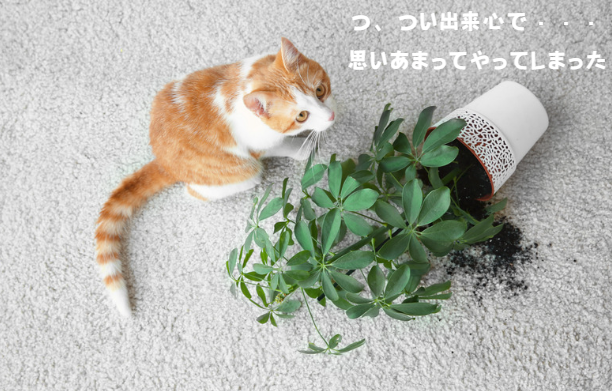 猫の留守番は何日まで大丈夫？準備とケアで安心お留守番！　獣医師監修１０