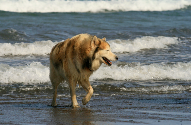 犬の肥満細胞腫とは？愛犬の健康を守るための知識と対策　獣医師監修１２