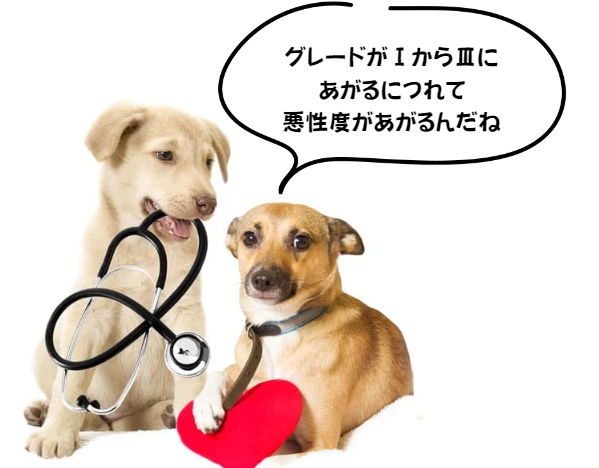 犬の肥満細胞腫とは？愛犬の健康を守るための知識と対策　獣医師監修3