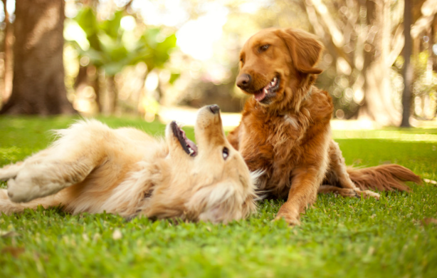 犬の肥満細胞腫とは？愛犬の健康を守るための知識と対策　獣医師監修６