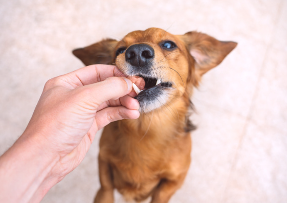 犬の肥満細胞腫とは？愛犬の健康を守るための知識と対策　獣医師監修５