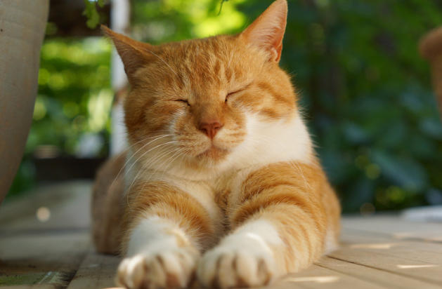 ステロイドの副作用が心配で悩む猫の飼い主さんへ：知っておきたいポイント　獣医師監修８