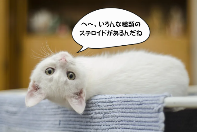 ステロイドの副作用が心配で悩む猫の飼い主さんへ：知っておきたいポイント　獣医師監修４