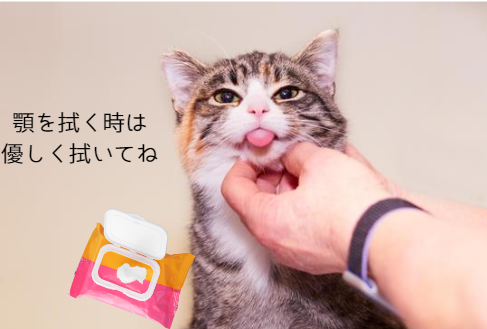 猫の顎ニキビって何？原因と予防方法を徹底解説！　獣医師監修５