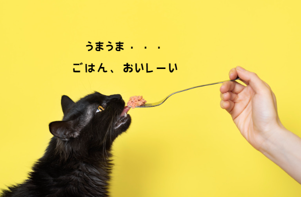 冬を乗り切る！猫の寒さ対策と快適な過ごし方のヒント　獣医師監修９