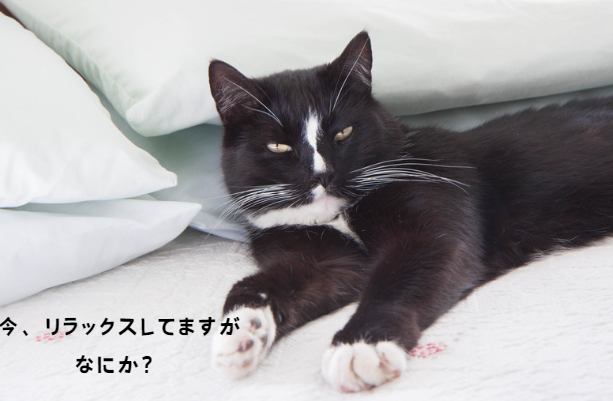 見逃さないで！猫のストレスが病気を引き起こす前にできること【獣医師監修】７