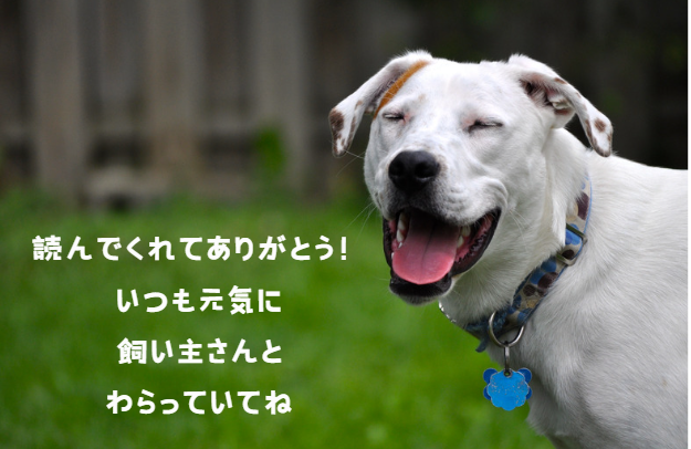 愛犬の脂肪腫が気になる飼い主さん必見！原因から治療法まで徹底解説　獣医師監修７