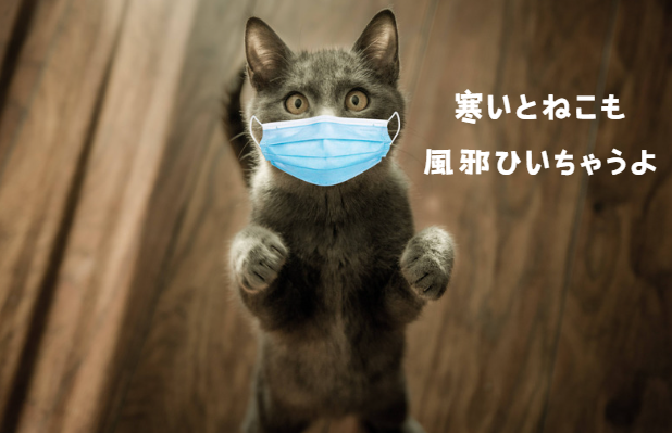 冬を乗り切る！猫の寒さ対策と快適な過ごし方のヒント　獣医師監修３