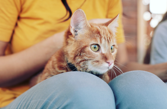 冬を乗り切る！猫の寒さ対策と快適な過ごし方のヒント　獣医師監修１２