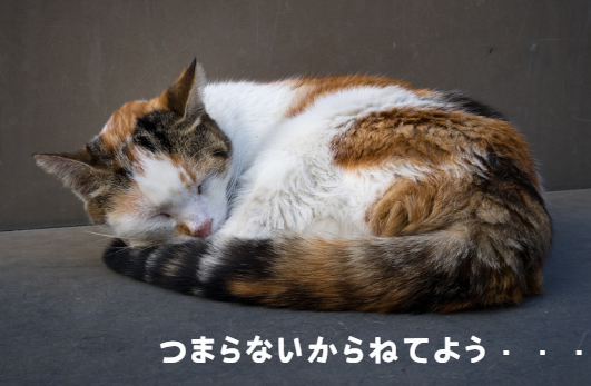 見逃さないで！猫のストレスが病気を引き起こす前にできること【獣医師監修】６