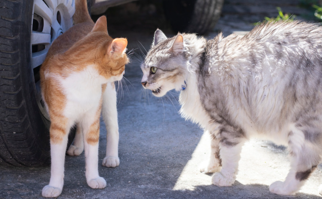 見逃さないで！猫のストレスが病気を引き起こす前にできること【獣医師監修】４