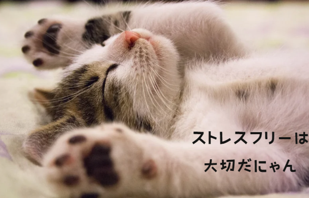 見逃さないで！猫のストレスが病気を引き起こす前にできること【獣医師監修】２