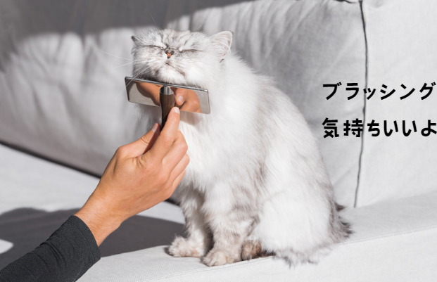 冬を乗り切る！猫の寒さ対策と快適な過ごし方のヒント　獣医師監修１０