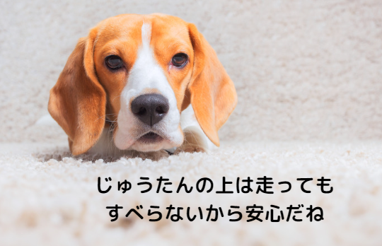 犬の膝蓋骨脱臼（パテラ）を防ぐには？飼い主さんができるケアと治療法　獣医師監修５