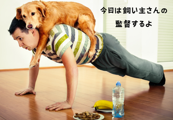 犬の膝蓋骨脱臼（パテラ）を防ぐには？飼い主さんができるケアと治療法　獣医師監修11