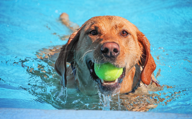 犬の膝蓋骨脱臼（パテラ）を防ぐには？飼い主さんができるケアと治療法　獣医師監修14