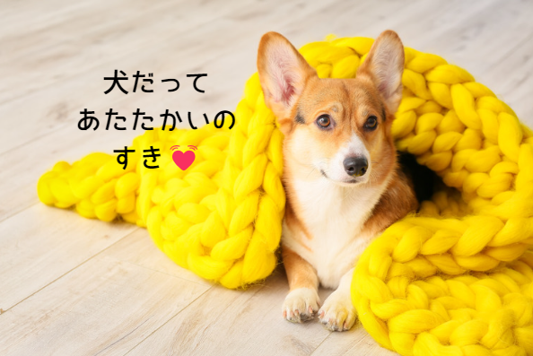 犬の膝蓋骨脱臼（パテラ）を防ぐには？飼い主さんができるケアと治療法　獣医師監修10