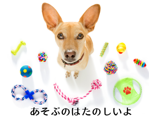 犬の膝蓋骨脱臼（パテラ）を防ぐには？飼い主さんができるケアと治療法　獣医師監修９