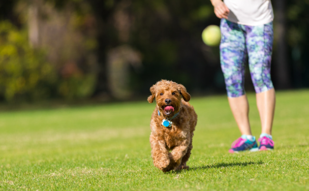 犬の膝蓋骨脱臼（パテラ）を防ぐには？飼い主さんができるケアと治療法　獣医師監修８