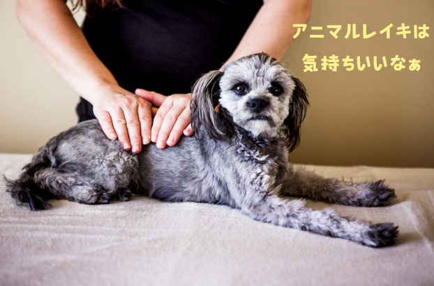 愛犬が胆泥症と診断されたら？原因やリスク、家庭でできる予防法を知っておこう！獣医師監修7