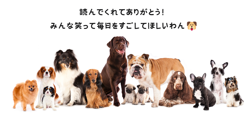 犬の外耳炎の原因と症状　自宅でできる予防法と治療のコツ　獣医師監修10