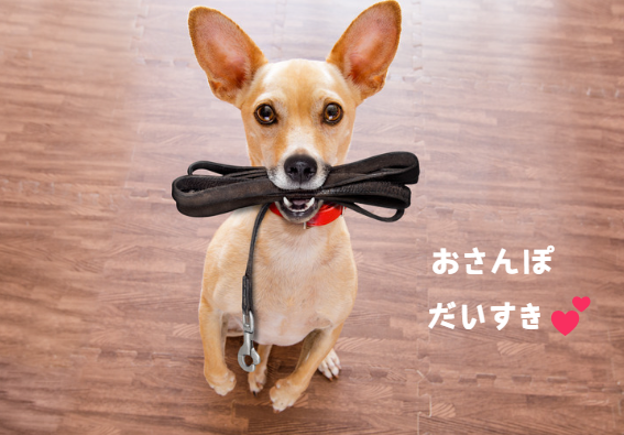 愛犬の脂漏症に悩む飼い主さんへ：原因からケア方法まで　獣医師監修7