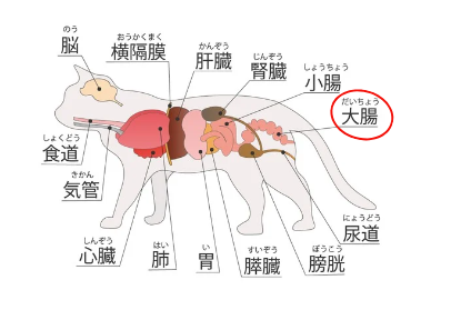 猫の巨大結腸症：症状、原因、そして家庭でのケア方法　獣医師監修３