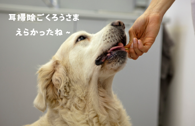 犬の外耳炎の原因と症状　自宅でできる予防法と治療のコツ　獣医師監修６