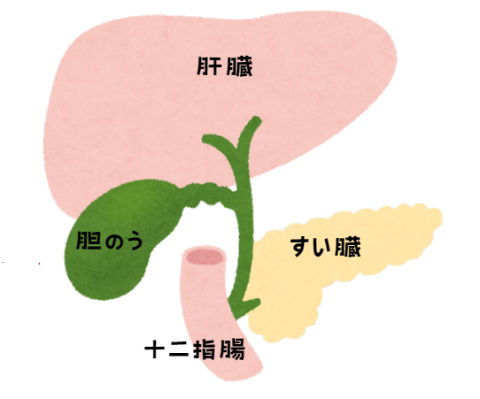 愛犬が胆泥症と診断されたら？原因やリスク、家庭でできる予防法を知っておこう！獣医師監修3