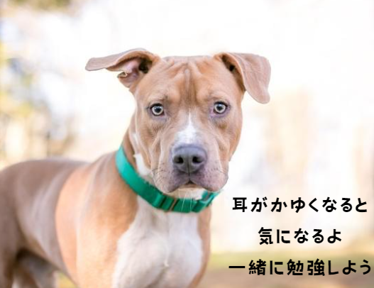 犬の外耳炎の原因と症状　自宅でできる予防法と治療のコツ　獣医師監修２