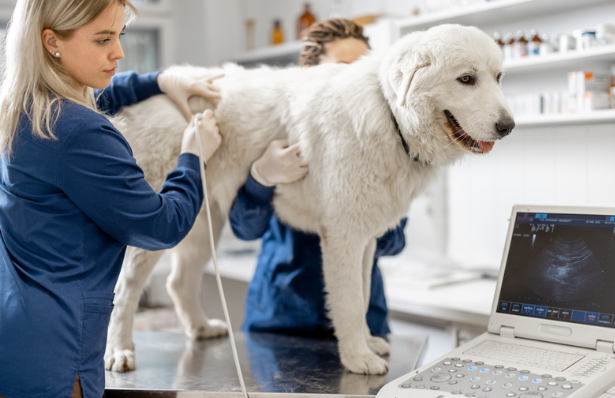 愛犬が胆泥症と診断されたら？原因やリスク、家庭でできる予防法を知っておこう！獣医師監修5