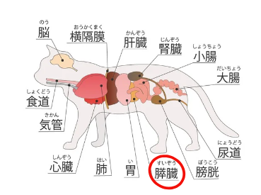 猫の膵炎に対処するための完全ガイド：初めての飼い主さん向け　獣医師監修4