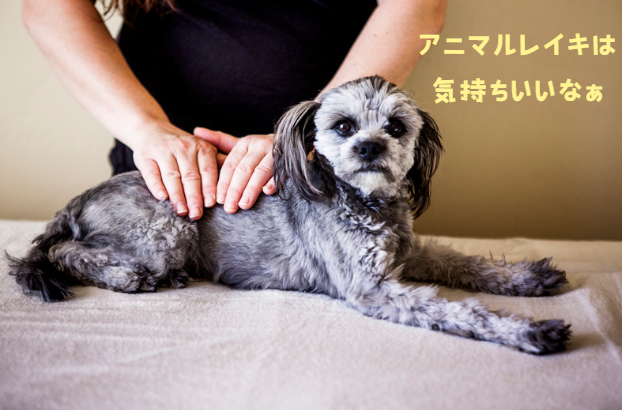 犬の皮膚糸状菌症とは？症状、診断、治療法と家庭でできるケア完全ガイド　獣医師監修5
