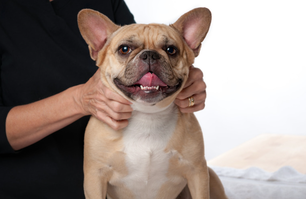 犬の僧帽弁閉鎖不全症とは？症状から治療、飼い主ができることまで　獣医師監修７